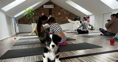 puppy yoga riga